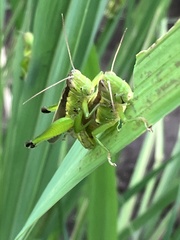 Oxya yezoensis