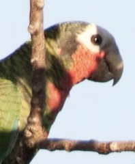 Amazona leucocephala
