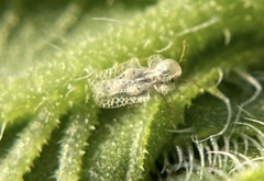 Corythucha marmorata