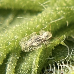 Corythucha marmorata