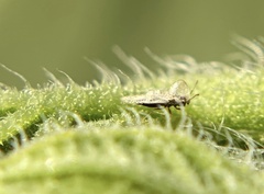 Corythucha marmorata