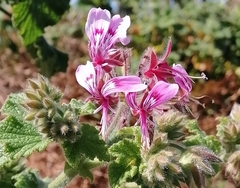 Pelargonium papilionaceum