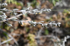 Artemisia sericea