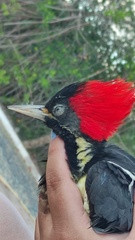 Campephilus guatemalensis