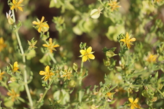 Roepera aurantiaca aurantiaca