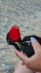 Campephilus guatemalensis