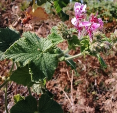 Pelargonium papilionaceum