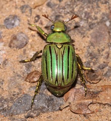 Chrysina gloriosa