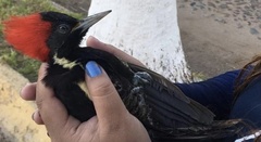 Campephilus guatemalensis