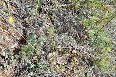 Artemisia sericea