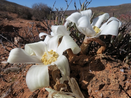 Gethyllis britteniana