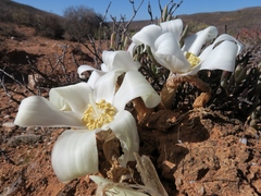 Gethyllis britteniana