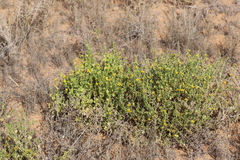 Roepera aurantiaca aurantiaca