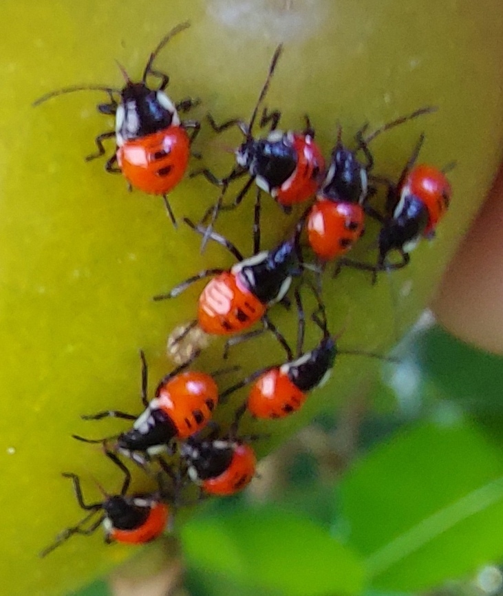 Rhynchocoris from 台灣台東縣 on August 25, 2022 at 11:15 AM by 胡正恆(Jackson ...