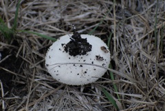 Lycoperdon pratense