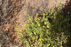 Roepera aurantiaca aurantiaca