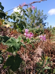 Pelargonium papilionaceum