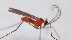 Cecidomyiidae