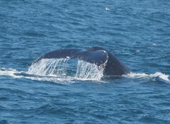 Megaptera novaeangliae