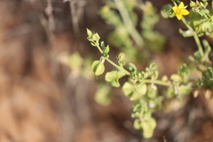 Roepera aurantiaca aurantiaca