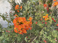 Streptosolen