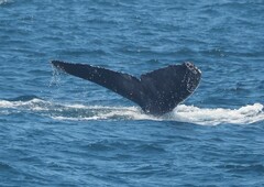 Megaptera novaeangliae