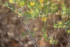 Roepera aurantiaca aurantiaca