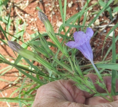Ruellia nudiflora