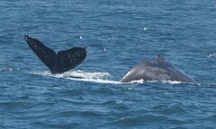 Megaptera novaeangliae