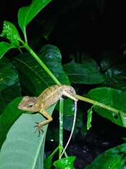 Calotes versicolor