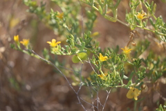 Roepera aurantiaca aurantiaca