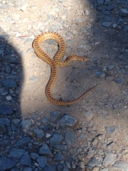 Pituophis catenifer catenifer