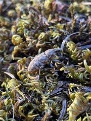 Cyphocleonus achates