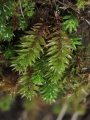 Bartramiopsis lescurii