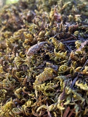 Cyphocleonus achates