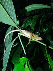Calotes versicolor