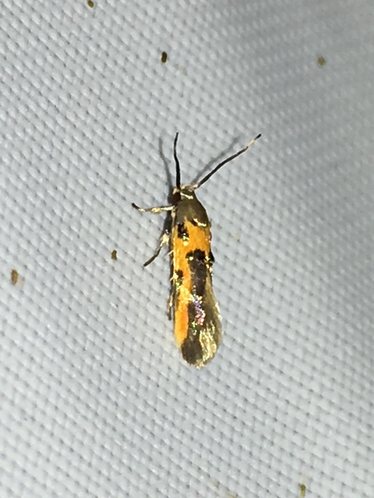 Cosmet Moths
