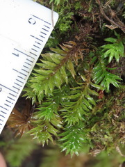 Bartramiopsis lescurii