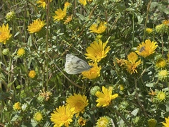 Pontia occidentalis