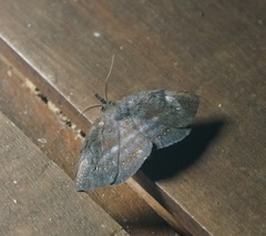Erebidae