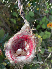 Cynanthus latirostris