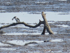 Todiramphus sordidus