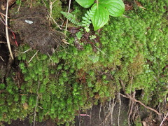 Bartramiopsis lescurii