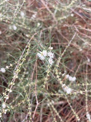 Hypocalymma angustifolium