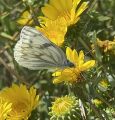 Pontia occidentalis