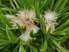 Kleinia neriifolia