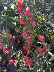 Penstemon