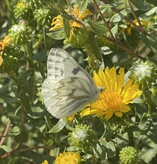 Pontia occidentalis