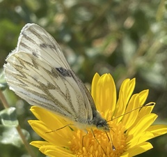 Pontia occidentalis