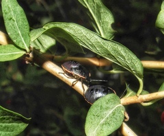 Chlorochroa ligata
